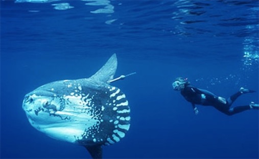 世界上最愛曬太陽的魚 翻車魚喜歡側(cè)躺在海面進(jìn)行日光浴