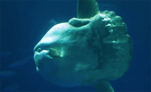 世界上最愛曬太陽的魚 翻車魚喜歡側(cè)躺在海面進(jìn)行日光浴