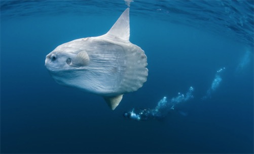 世界上最愛曬太陽的魚 翻車魚喜歡側(cè)躺在海面進(jìn)行日光浴