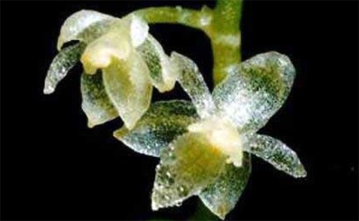 世界上最小的蘭花 科學(xué)家發(fā)現(xiàn)花瓣2.1毫米的蘭花
