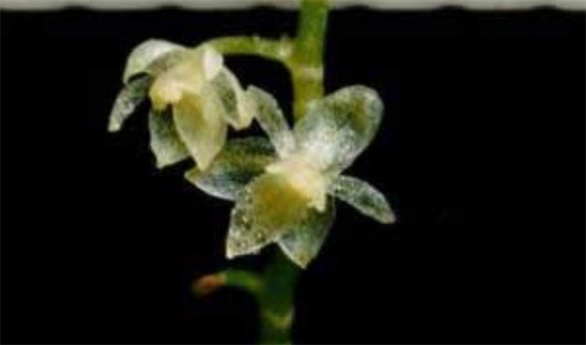 世界上最小的蘭花 科學(xué)家發(fā)現(xiàn)花瓣2.1毫米的蘭花