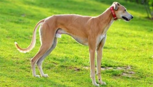 世界上跑得最快的狗 格力犬奔跑時速最高可達70公里