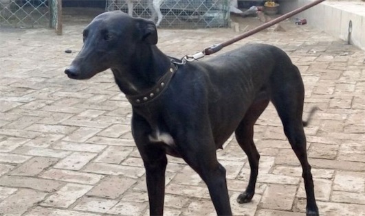 世界上跑得最快的狗 格力犬奔跑時速最高可達70公里