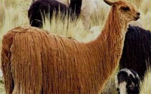 世界上毛最長(zhǎng)的羊駝 蘇利羊駝的毛垂落似長(zhǎng)發(fā)