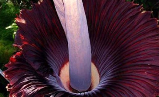 世界上最高的花 巨魔芋高達10英尺多
