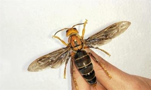 中國(guó)最猛大黃蜂 大虎頭蜂每天可吃掉50只小蜜蜂