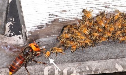 中國(guó)最猛大黃蜂 大虎頭蜂每天可吃掉50只小蜜蜂