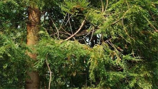 出木材最多的樹 雞毛松樹干直徑達(dá)三米