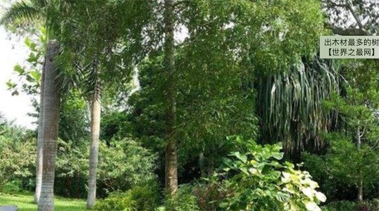 出木材最多的樹 雞毛松樹干直徑達(dá)三米