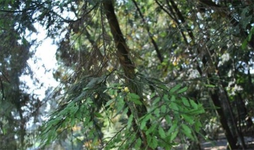 出木材最多的樹 雞毛松樹干直徑達(dá)三米
