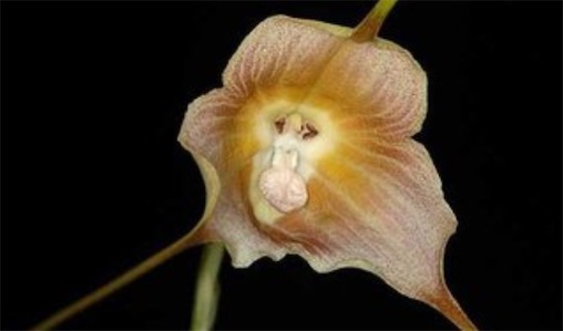 最像猴子的花卉 猴面小龍?zhí)m長(zhǎng)著猴臉