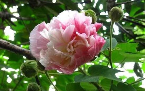 顏色變化最多的花 弄色木芙蓉的顏色千變?nèi)f化