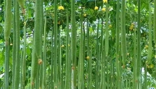 世界上最長的絲瓜 河北現(xiàn)四米長的絲瓜