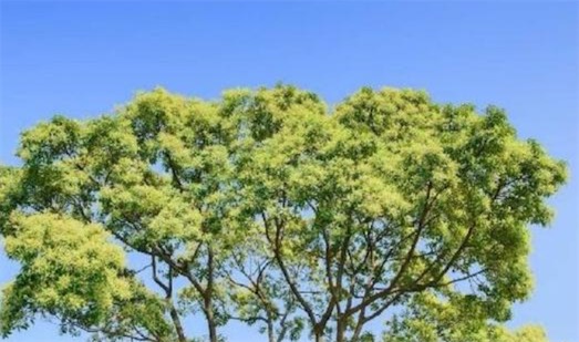 世界上最不怕火燒的樹(shù)木 梓柯樹(shù)遇火會(huì)噴射液體