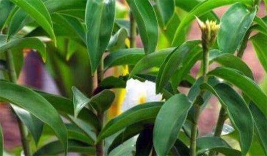 世界上最不怕火燒的樹(shù)木 梓柯樹(shù)遇火會(huì)噴射液體