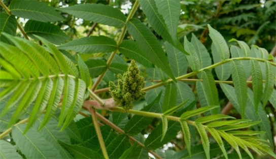 世界上最咸的樹 木鹽樹結(jié)出來的都是精制食鹽