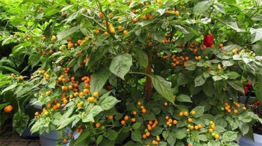 世界上最貴的辣椒 一公斤“Aji Charapita”高達(dá)35000美刀