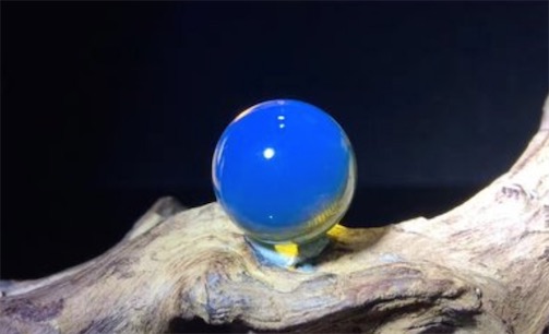 世界上最貴的蜜蠟 多米尼加藍(lán)珀只有在博物館能見到