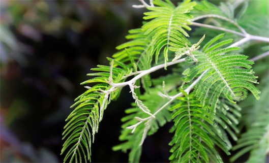 感覺(jué)最敏銳的植物 含羞草如遇到觸碰會(huì)立即合攏起來(lái)