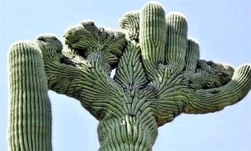 最能儲(chǔ)水的草本植物 巨柱仙人掌能儲(chǔ)存一噸以上的水