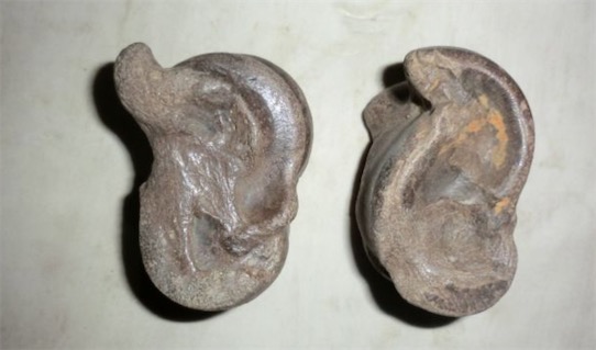 最古老的毛顎動(dòng)物化石 中科院教授發(fā)現(xiàn)了寒武紀(jì)時(shí)期的毛顎動(dòng)物化石