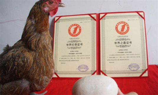 世界上最大的雞蛋 烏克蘭母雞產(chǎn)下長(zhǎng)8厘米的雞蛋