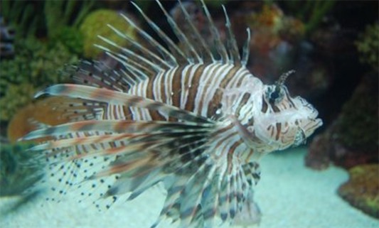 筑巢最精致的魚 刺魚筑巢有多道程序