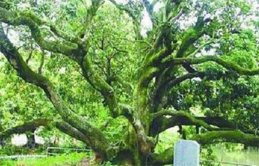 最古老的荔枝樹 名叫“宋家香”的古荔枝樹已有1200多歲