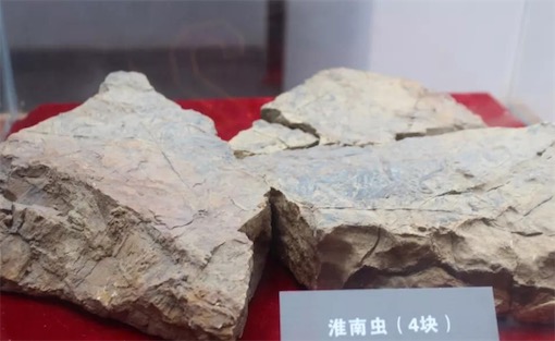 迄今發(fā)現(xiàn)最早的多細胞生物 7.4億年前的淮南蟲