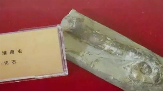 迄今發(fā)現(xiàn)最早的多細胞生物 7.4億年前的淮南蟲
