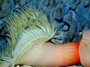 ?震驚，這是什么海洋生物長得如此有型？求鑒定