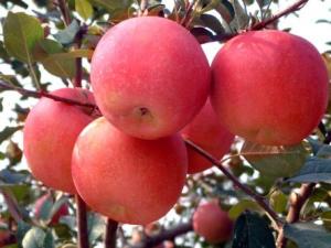 哺乳期能吃蘋(píng)果嗎？哺乳期吃蘋(píng)果有什么好處