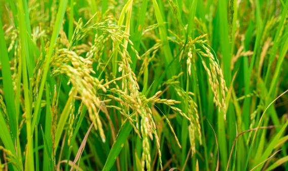 嬰尚寶寶輔食:研發(fā)團(tuán)隊(duì)三大法寶,打造理想有機(jī)米粉!
