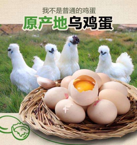震驚!小金旦選用的泰和烏雞蛋還不如普通雞蛋好?只是一個(gè)噱頭?