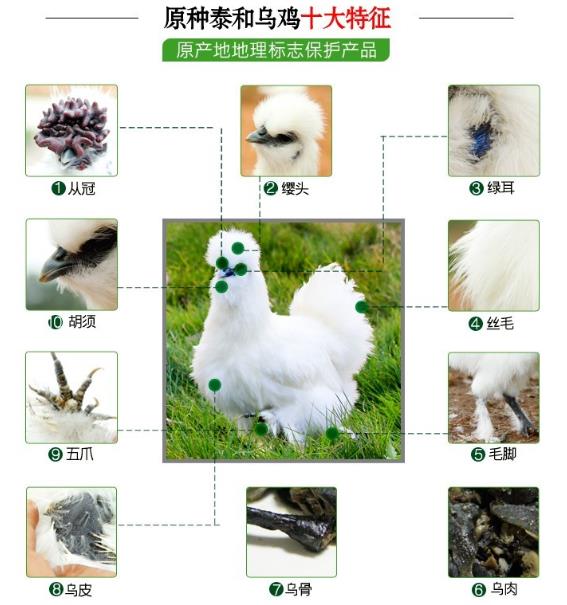 震驚!小金旦選用的泰和烏雞蛋還不如普通雞蛋好?只是一個(gè)噱頭?