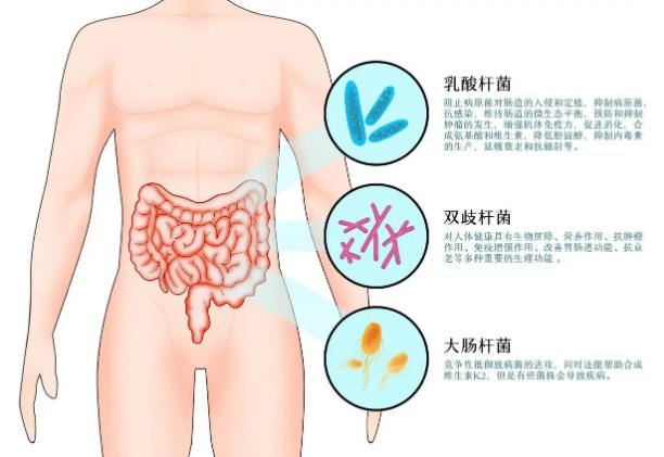 成人益生菌有沒有用?看你有沒有掌握正確吃法!