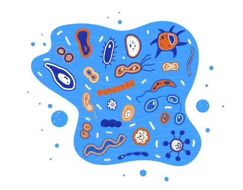 Lifespace益倍適,孩子腸道健康新選擇