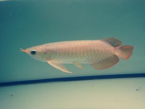 魚(yú)刺卡喉嚨怎么辦？魚(yú)刺卡喉嚨的處理方法