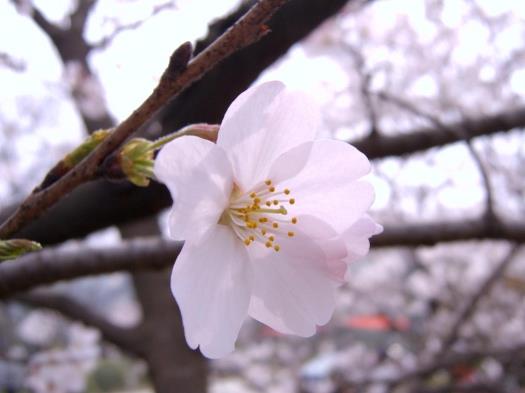 2021年武大櫻花幾月幾號(hào)幾點(diǎn)開始預(yù)約?2021年武大櫻花門票多少錢一張