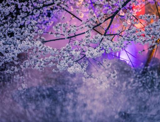 武漢櫻花主題燈光秀每天都有嗎?武漢櫻花主題燈光秀是什么時候