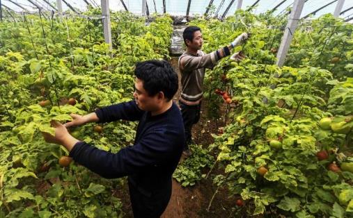 2021貧困戶脫貧還有啥優(yōu)惠政策?2021年脫貧了會(huì)取消低保嗎?