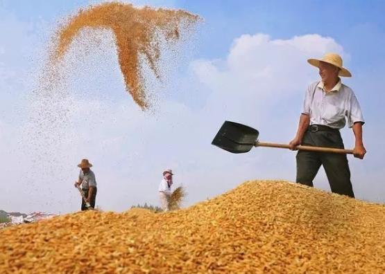 怎么查詢糧食補貼有沒有到賬?戶主死亡怎么變更糧補?