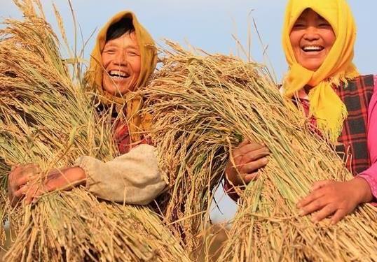 糧食補(bǔ)貼卡是發(fā)到哪個(gè)銀行卡上?2021年的糧食補(bǔ)貼是多少
