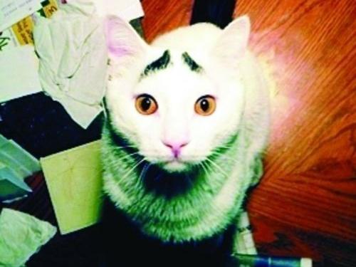 ü؈ɽķW(wng)j(lu)t(sh)؈üĘuȇ
