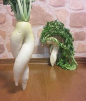 跳舞蘿卜