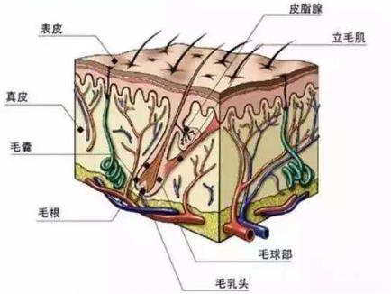 青逸植發(fā)專家提醒你:一定別忽略了這項(xiàng)操作,關(guān)系到植發(fā)效果!