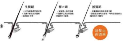 頭發(fā)越來越細(xì),越稀怎么辦?脂溢性脫發(fā),雄性脫發(fā),護發(fā)仁