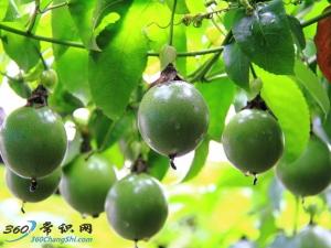 百日咳怎么治？治療百日咳的偏方