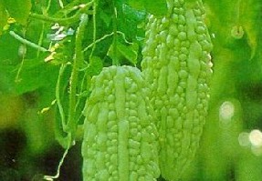 痱子怎么治？苦瓜汁治療痱子的偏方