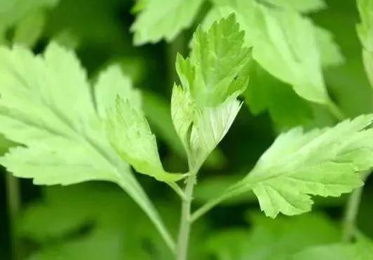 用了艾草大姨媽推遲怎么辦?為什么泡了艾草子宮會出血?